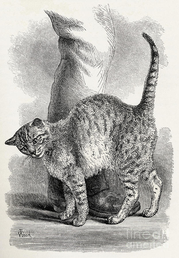 Animal Drawing - Cat In An Affectionate Frame Of Mind by Thomas W Wood Animal Drawing - Cat In An Affectionate Frame Of Mind by Thomas W Wood
