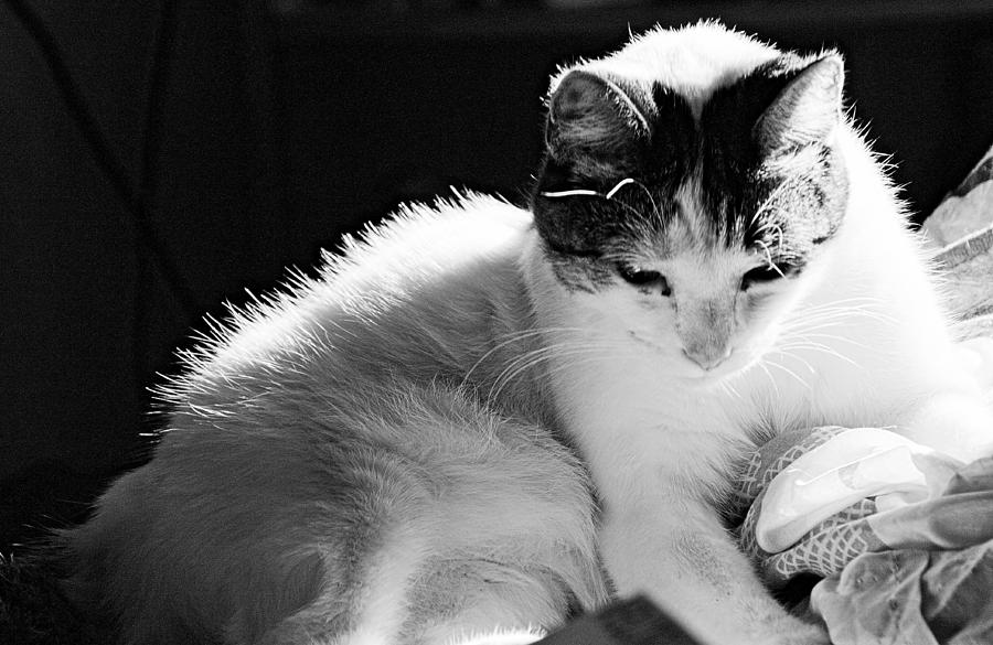 Cat in b and w Photograph by Karl Rose