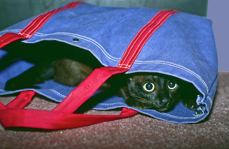 Cat in Bag Photograph by Sally Weigand