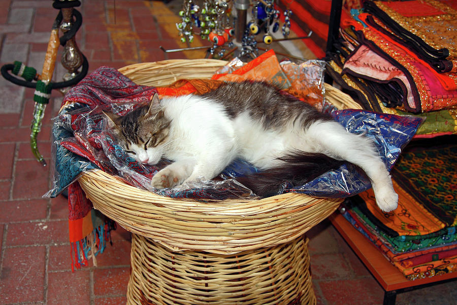Cat in Basket Photograph by Sally Weigand