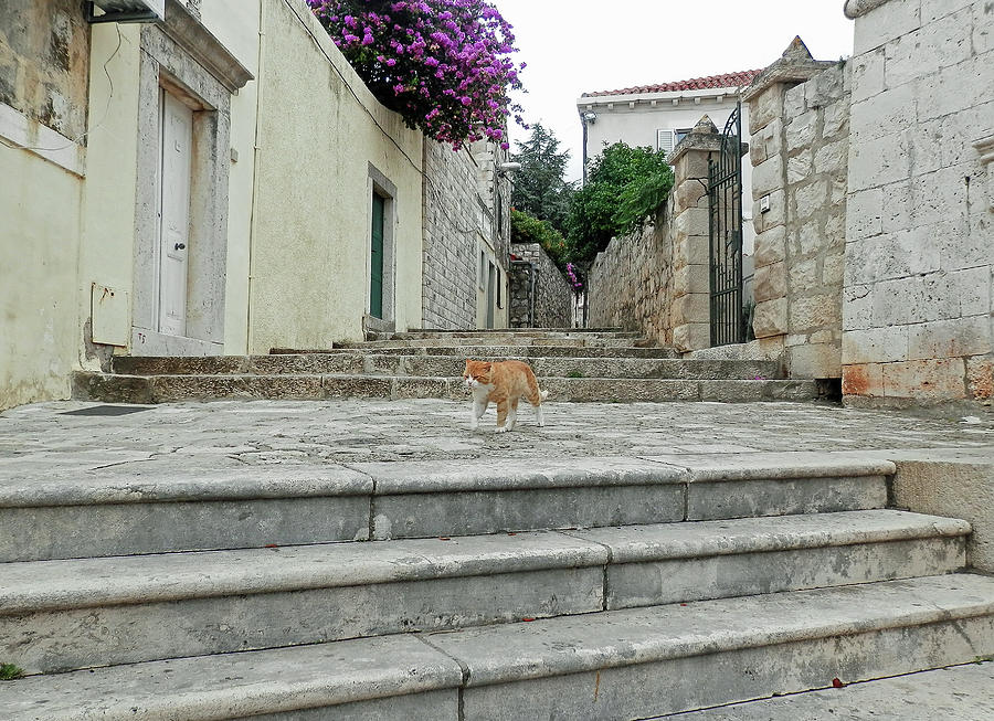 Cat in Dubrovnik Photograph by Pema Hou
