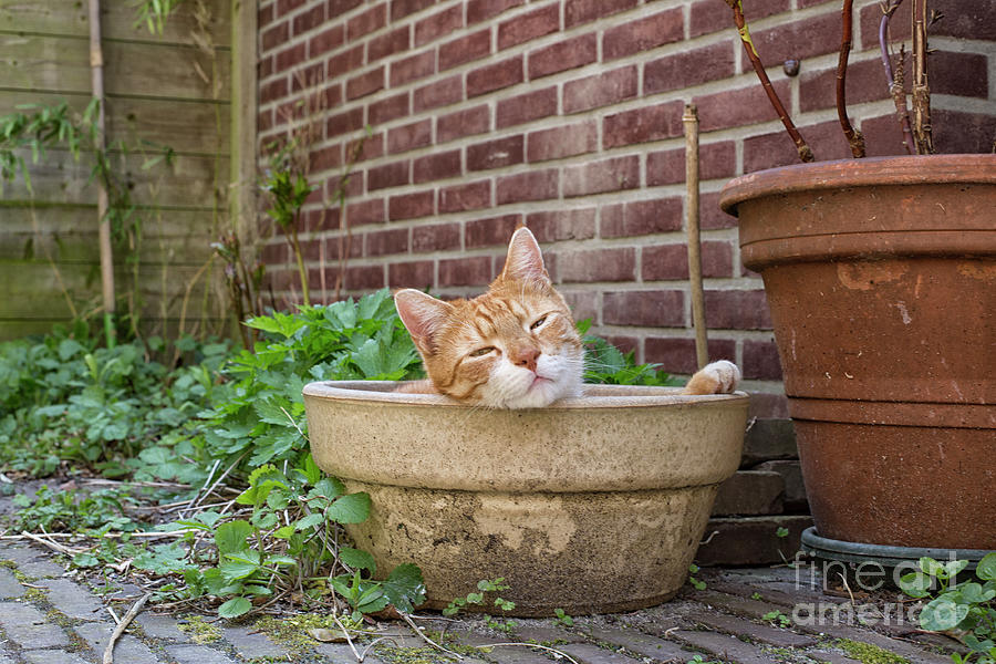 Cat in empty pot Photograph by Patricia Hofmeester
