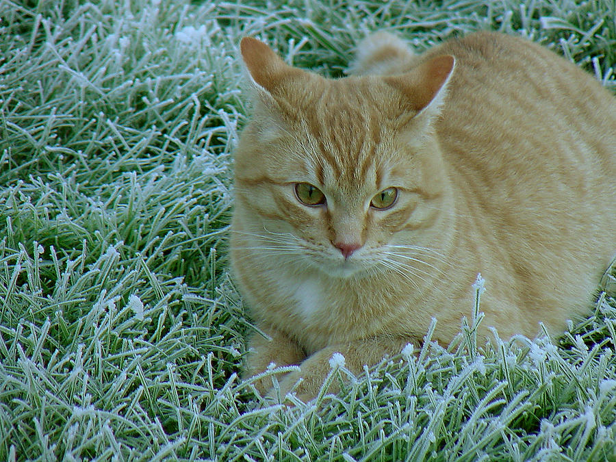 Cat in Frosty Grass Photograph by Shirley Heyn