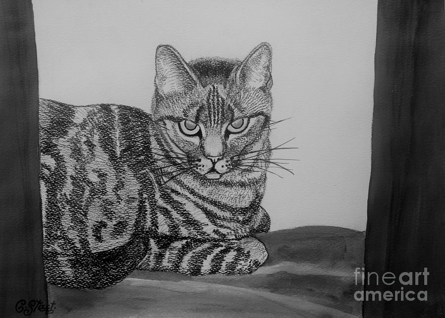 Animal Drawing - Cat in Monochrome by Caroline Street