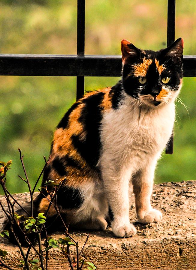 Nature Photograph - Cat In Nature by Jetmir Sejdiu