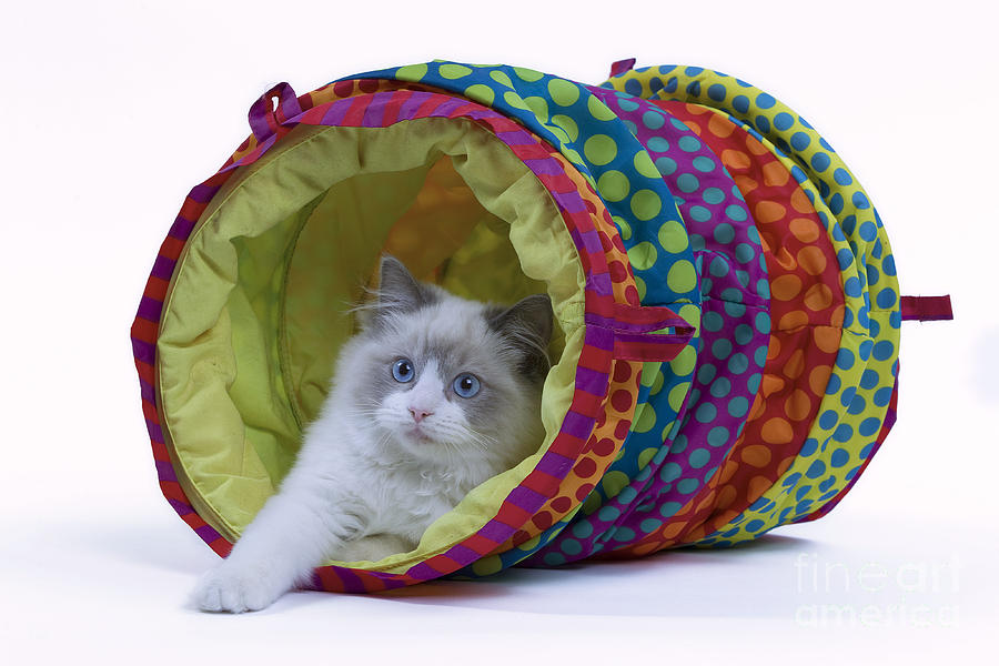 Cat In Play Tunnel Photograph by Jean-Michel Labat