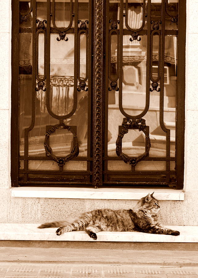 Cat in Recoleta Photograph by Bindu Viswanathan
