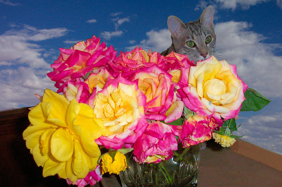 Cat Photograph - Cat in Roses by Laura Smith