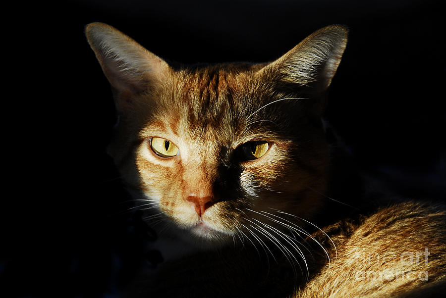 Cat in shadow Photograph by David Lee Thompson