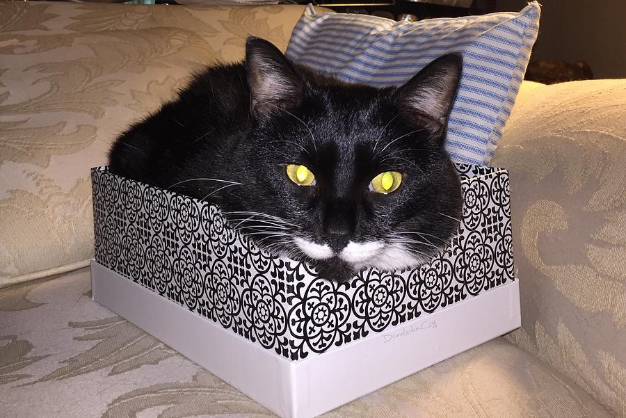 Cat in the Box Photograph by Diane Lindon Coy