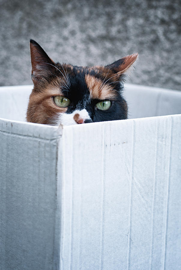 Cat in the box Photograph by Laura Melis
