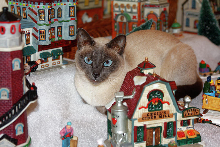 Cat in the Christmas Village Photograph by Sally Weigand