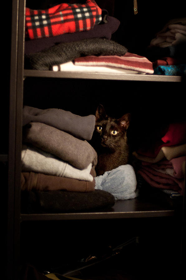  Cat  in the closet  Photograph by Laura Melis