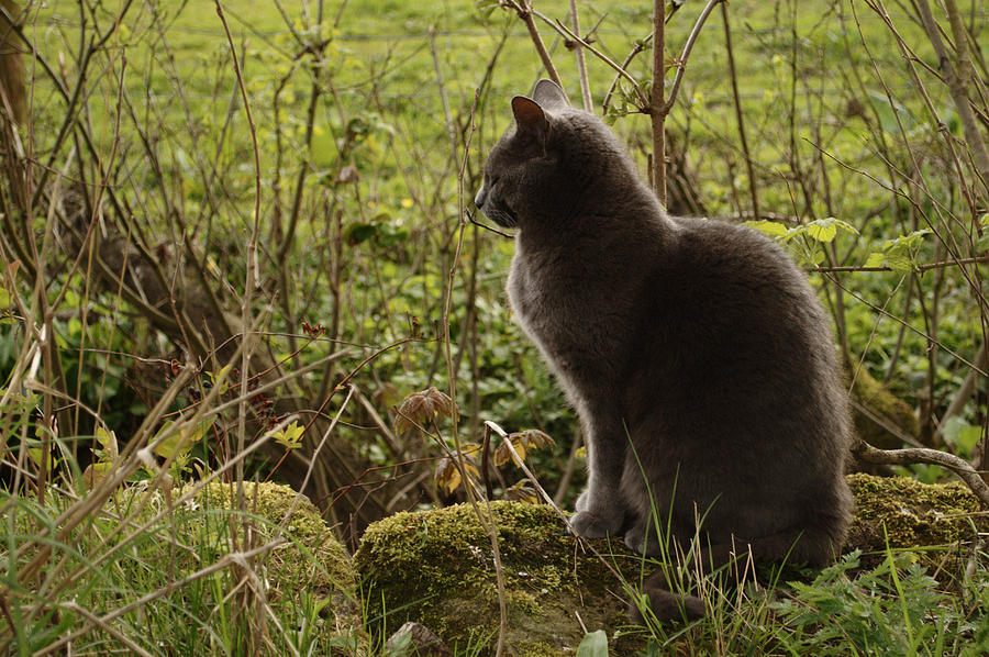 Cat In The Country Photograph by Adrian Wale