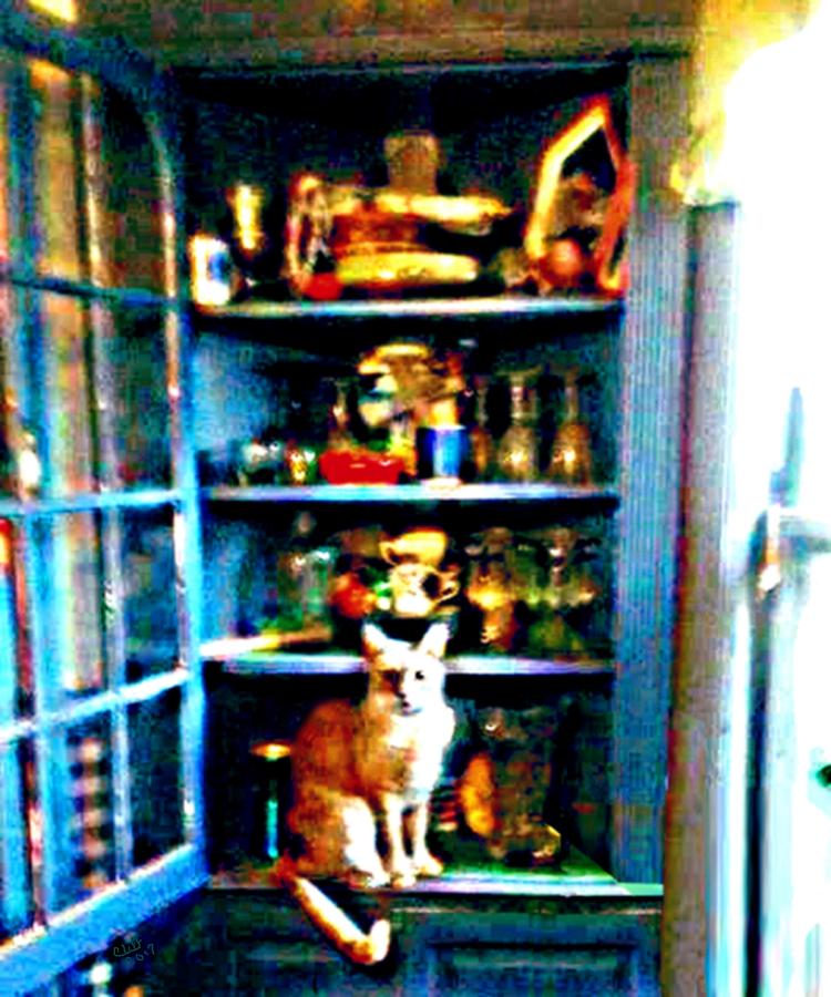 Cat in the Cupboard Digital Art by Cliff Wilson