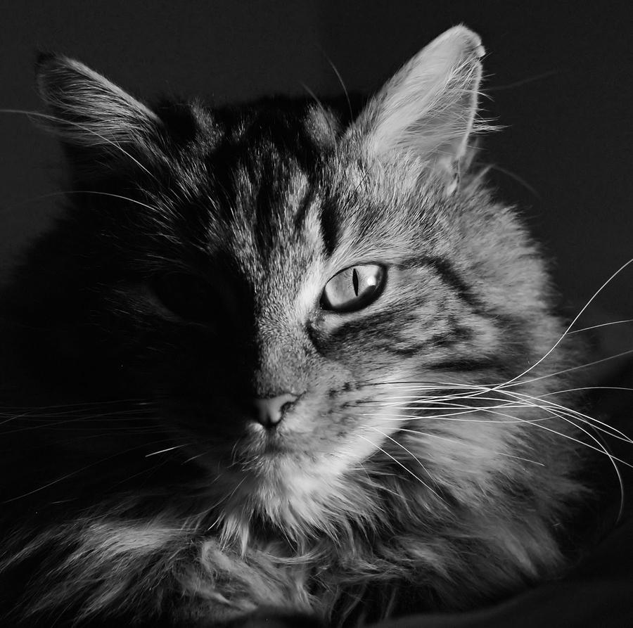 Cat In The Dark Photograph by Fraser Davidson