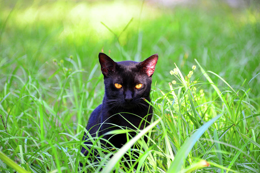 Cat in the grass Photograph by David Lee Thompson