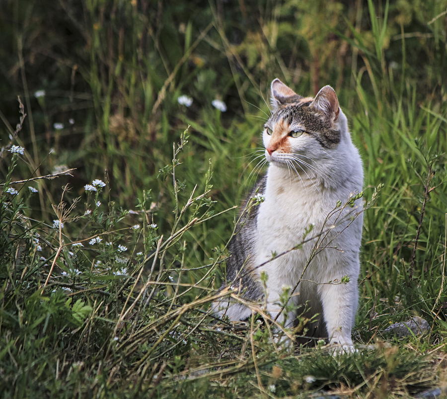 Cat in the grass Photograph by Elenarts - Elena Duvernay photo