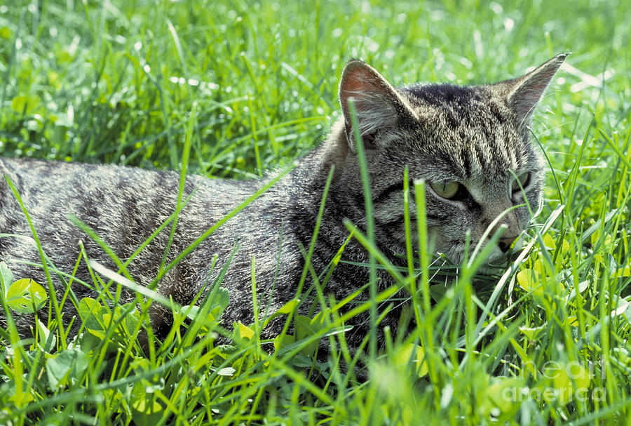 Cat In The Grass Photograph by John Kaprielian