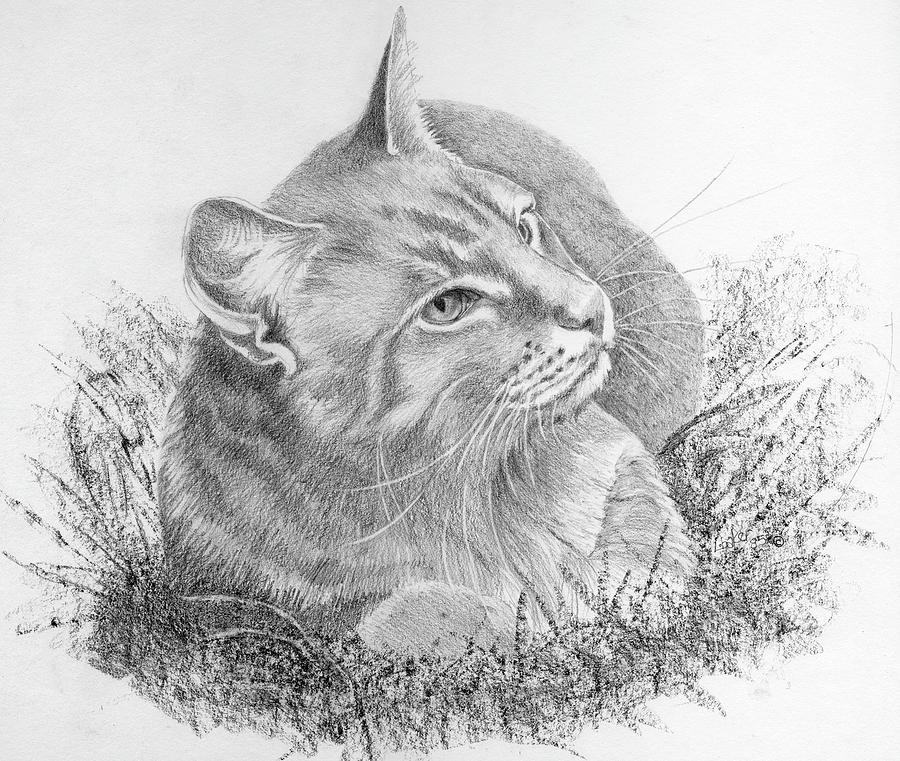 Cat in the Grass Drawing by Louise Howarth