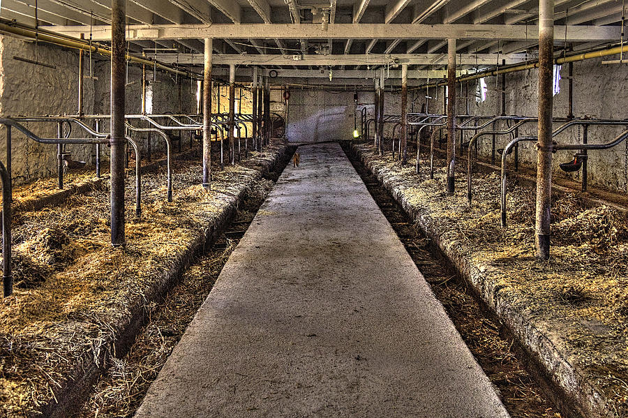 Cat In The Milking Barn Photograph