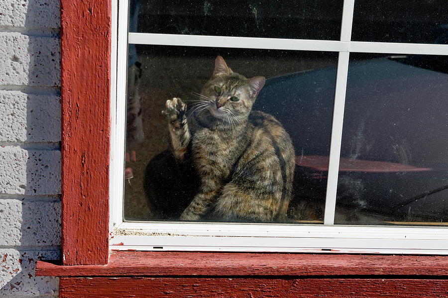Cat in The Red  Window Photograph by Joe  Palermo