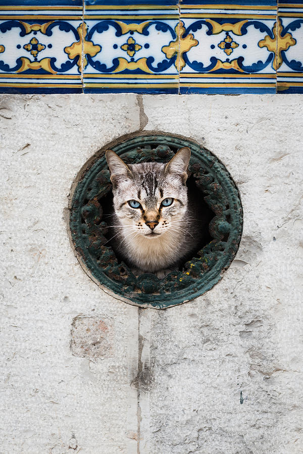 Cat In The Wall I Photograph by Marco Oliveira