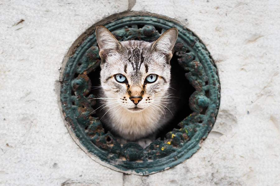 Portrait Photograph - Cat In The Wall II by Marco Oliveira