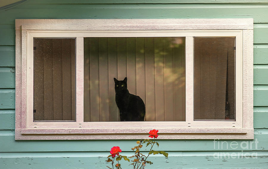 Cat In The Window Photograph by Robert Frederick