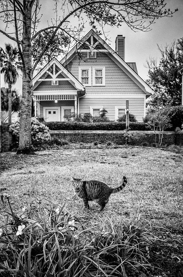 Cat in the Yard Photograph by WAZgriffin Digital