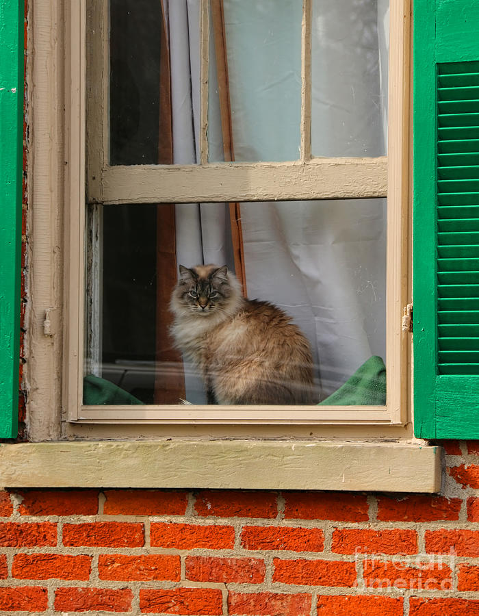 Cat in Window  1968 Photograph by Jack Schultz