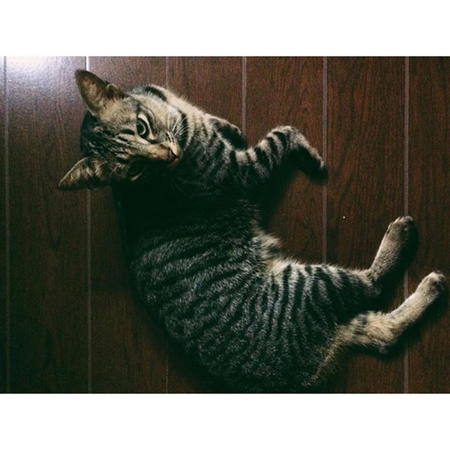 Nature Photograph - Cat Is My Fav Pet 💕❤️ #vscocam by Liam Capili