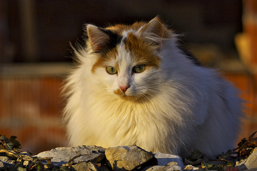 Cat Photograph by Ivan Slosar