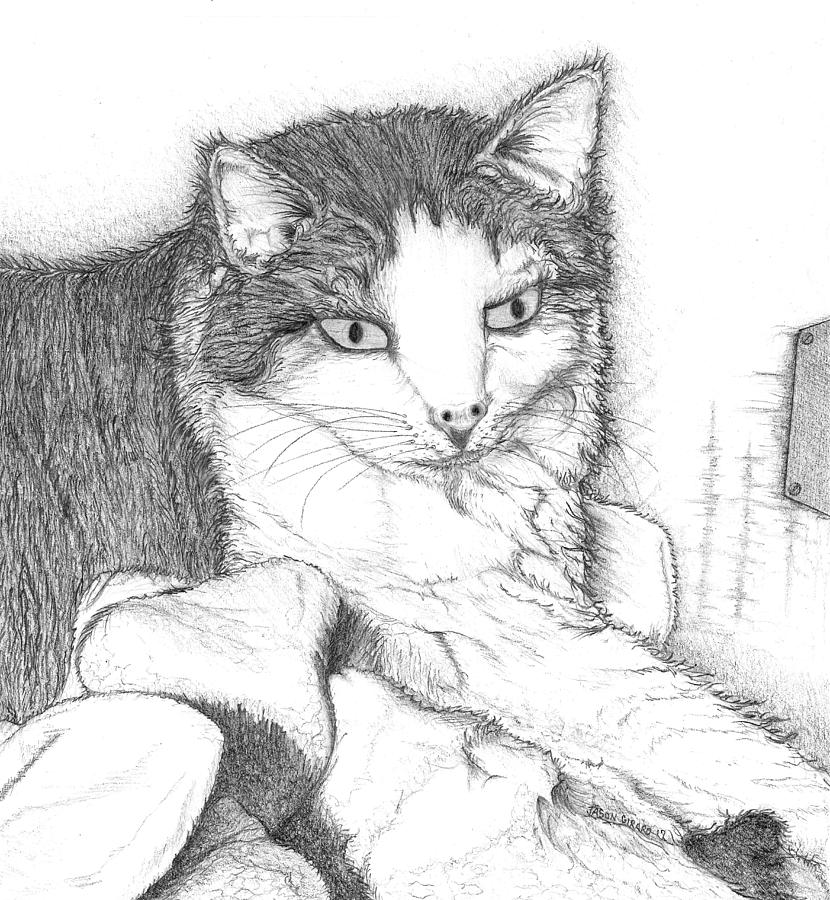 Cat Drawing - Domestic Cat by Jason Girard Cat Drawing - Domestic Cat by Jason Girard
