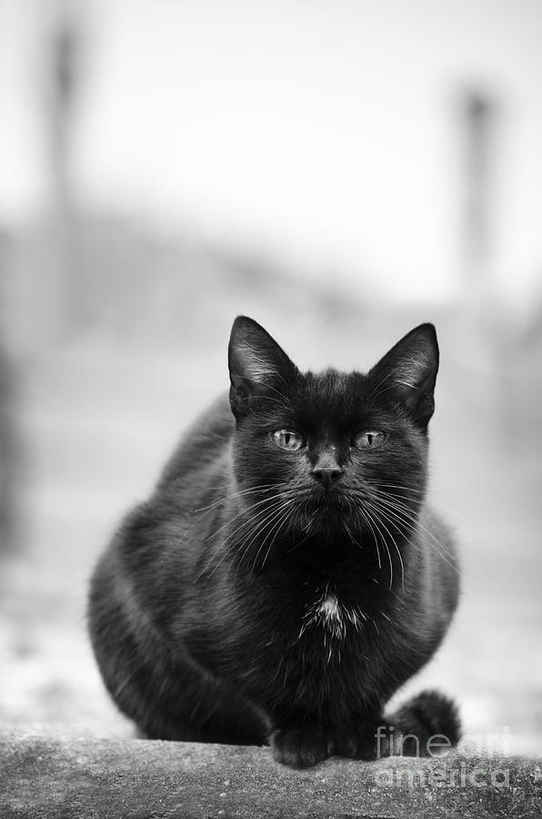 Black And White Photograph - The Cat by Jelena Jovanovic