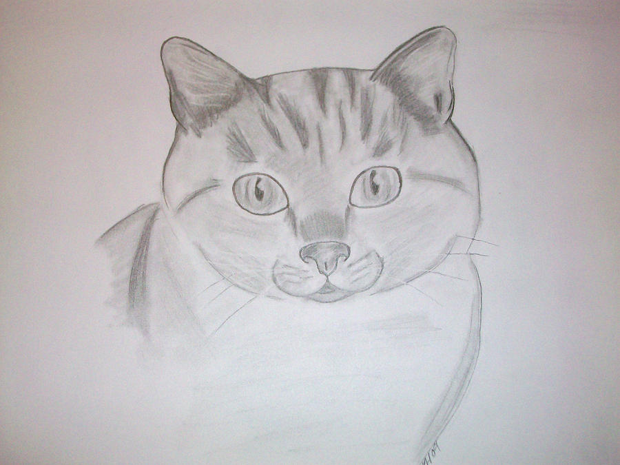 Cat Drawing by Kristen Hurley