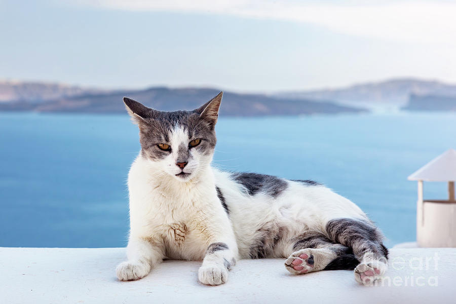Cat lying on stone wall in Oia town, Santorini, Greece. Aegean sea  Photograph by Michal Bednarek