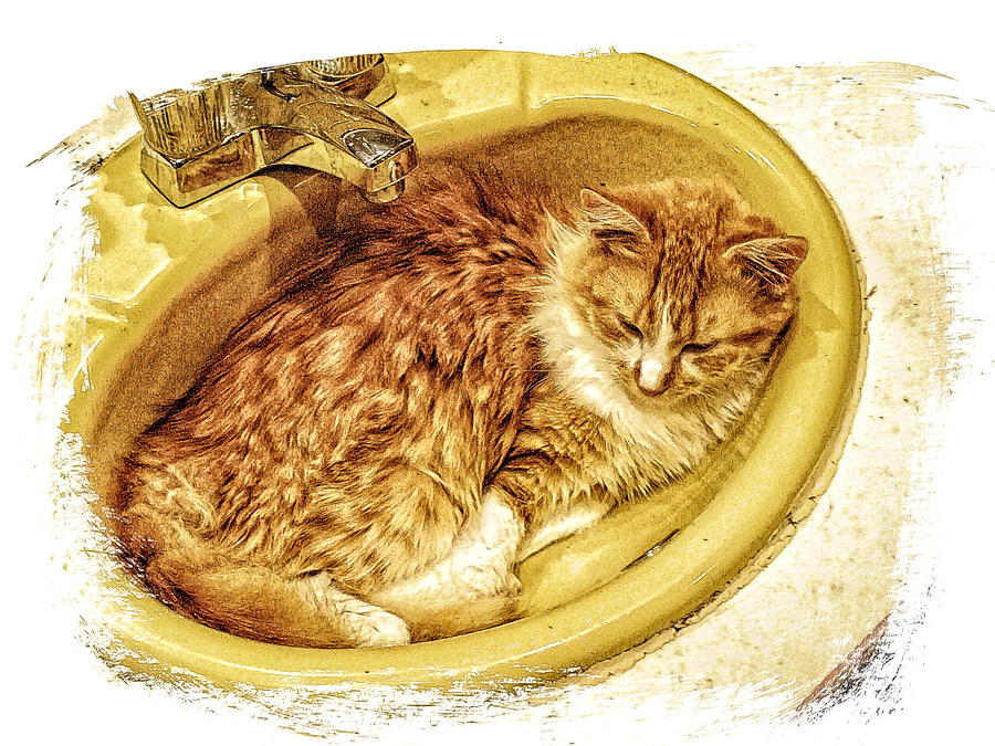 Cat N Sink Photograph by Constantine Gregory