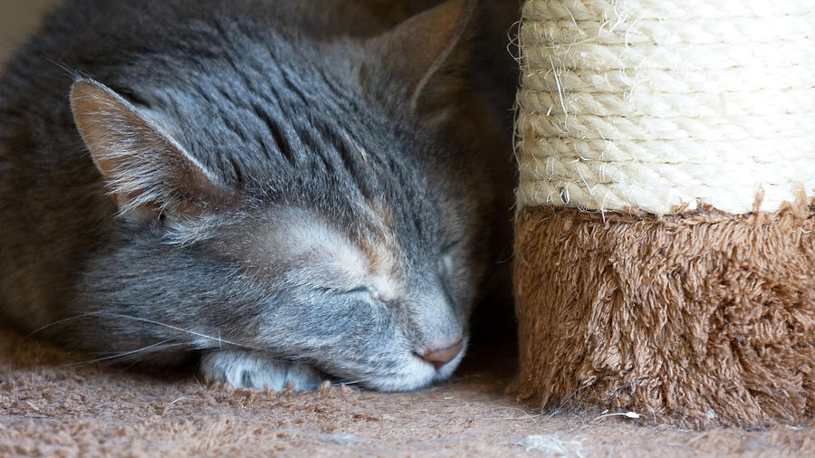 Cat Nap Photograph by Brooke Bowdren