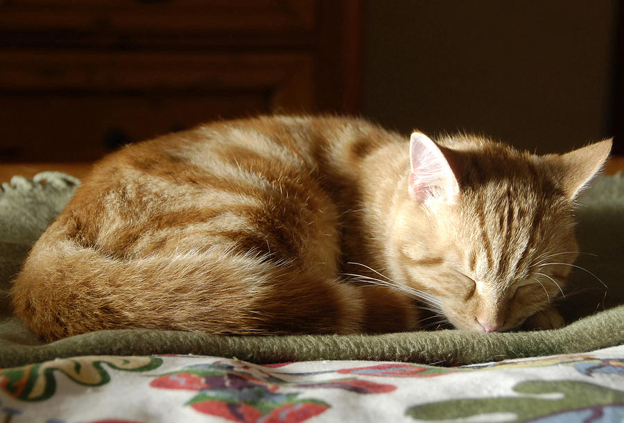 Cat nap Photograph by David Lee Thompson