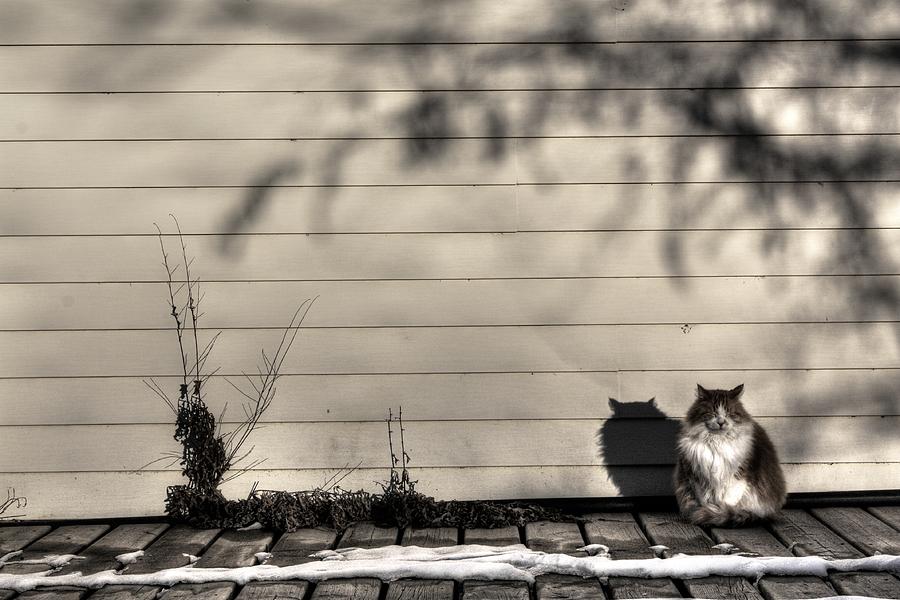Cat Nap Photograph by David Matthews