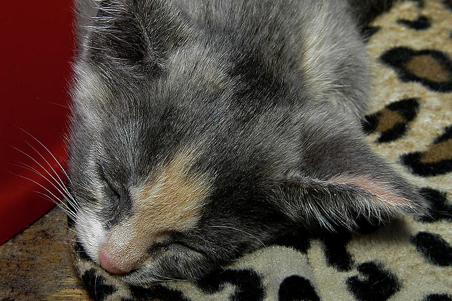 Cat Nap Photograph by David Patterson
