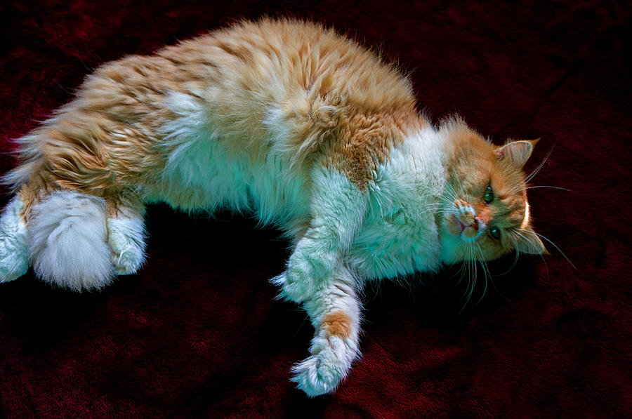 Cat Nap Photograph