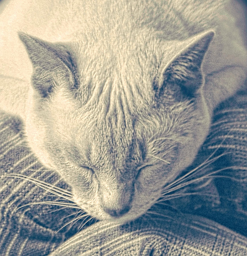 Cat Nap Photograph by Linda Phelps