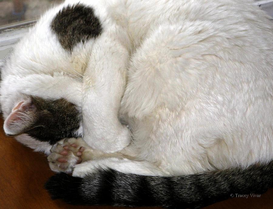 Cat Nap Photograph by Tracey Vivar
