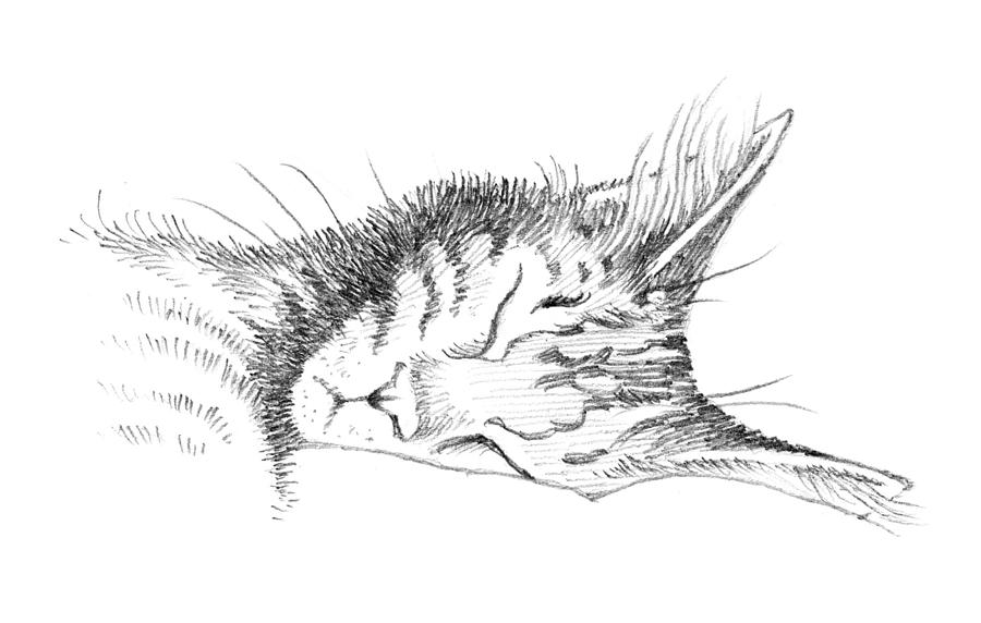 Animal Drawing - Cat Nap by William Krupinski