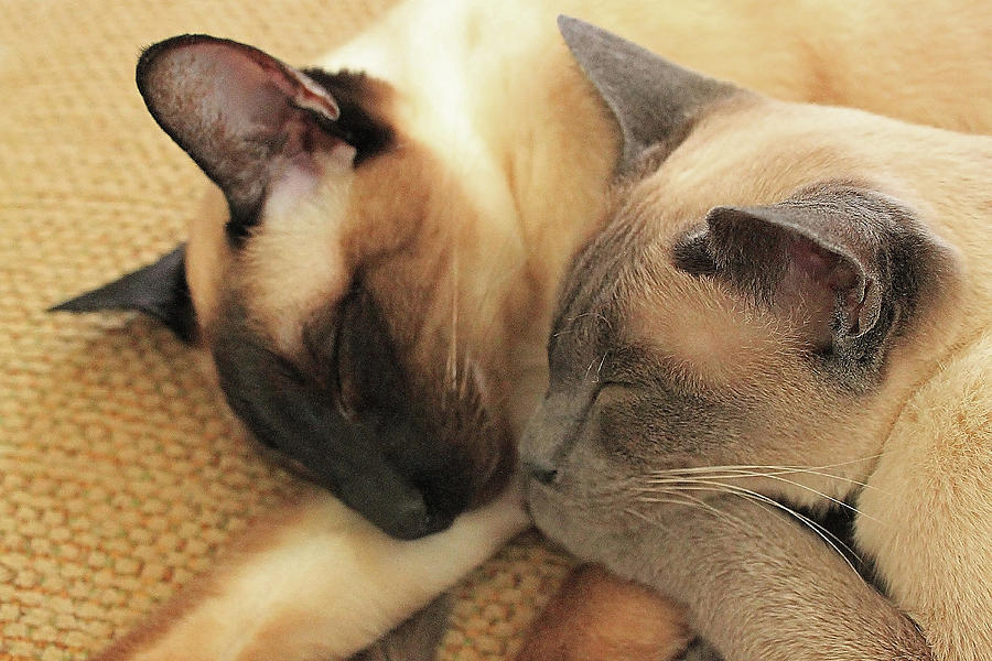 Cat Nap With Toby And Sadi Photograph by Sharon Mayhak