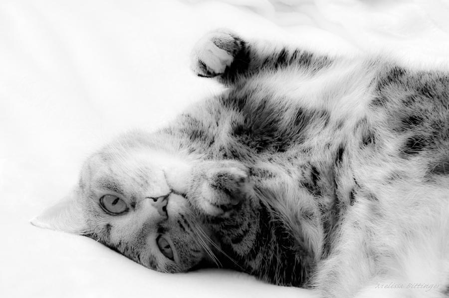 Cat Napping Black and White Feline Portrait Photograph by Melissa ...