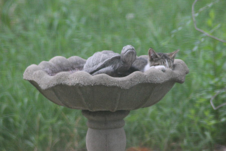 Cat Photograph - Cat napping in birdbath by Cliff Ball