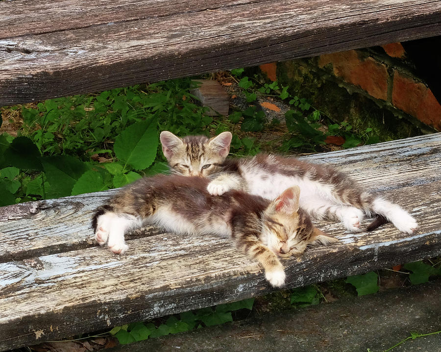 Cat Napping Photograph